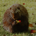 Porcupine eating an apple.